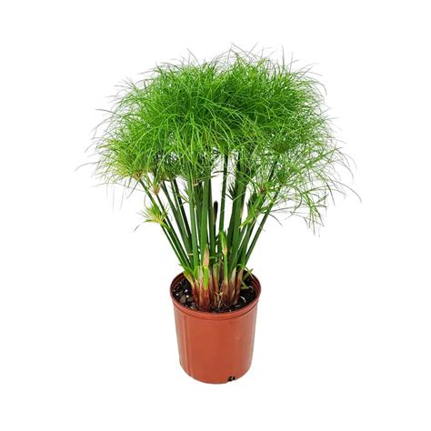 Paper Plant 'Dwarf Giant Papyrus' (Cyperus Papyrus Hybrid), 52% OFF