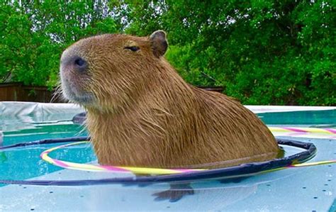 Capybara Swimming Pool