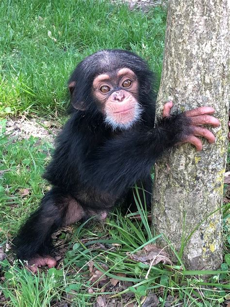 Detroit Zoo Helps Baby Chimpanzee Get Adopted by New Chimp Mother