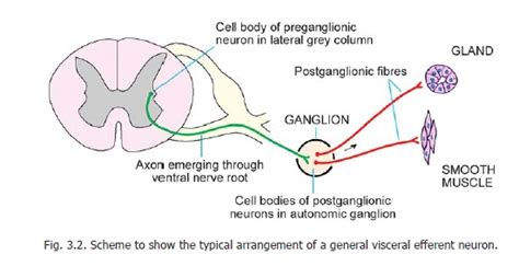 Preganglionic and Postganglionic Neurons