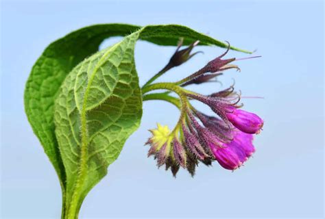 Ten Nutritious Comfrey Uses