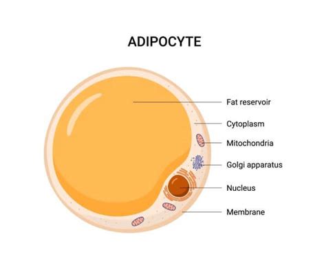 Adipocyte Cell