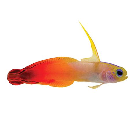 Firefish For Sale | Petco