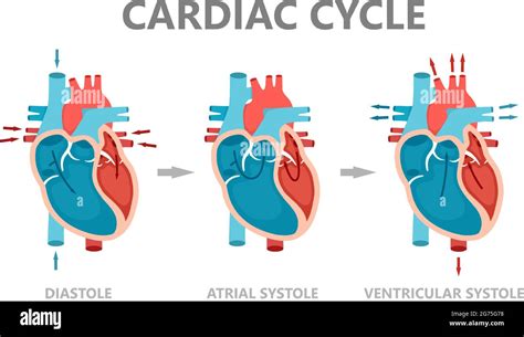 Ventricular Systole