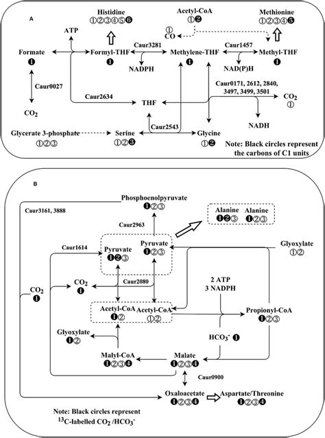 Schematic representation of C1 metabolism and CO2 fixation pathways in ...