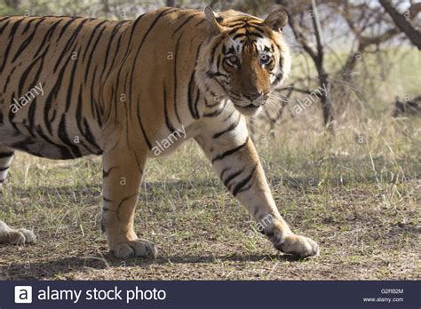 Tiger roar jungle hi-res stock photography and images - Alamy