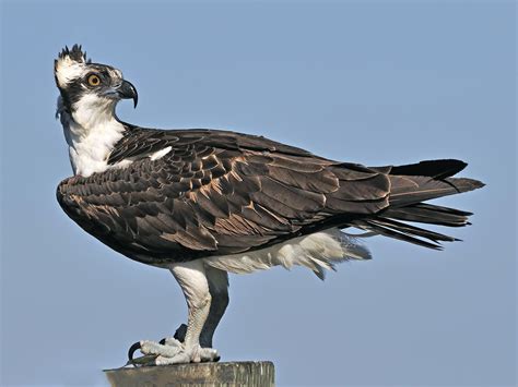 Osprey - eBird