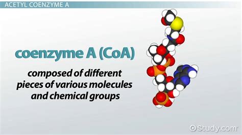 Acetyl Coenzyme A (Acetyl-CoA): Formation, Structure & Synthesis ...