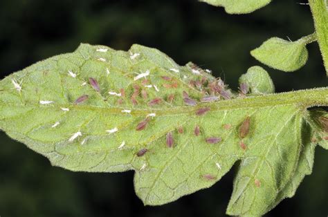 Aphids On Tomato Plants