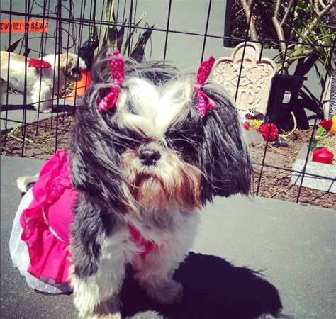 60+ Cute Shih Tzu Dogs in Halloween Costumes | Page 3 of 13 | The Paws