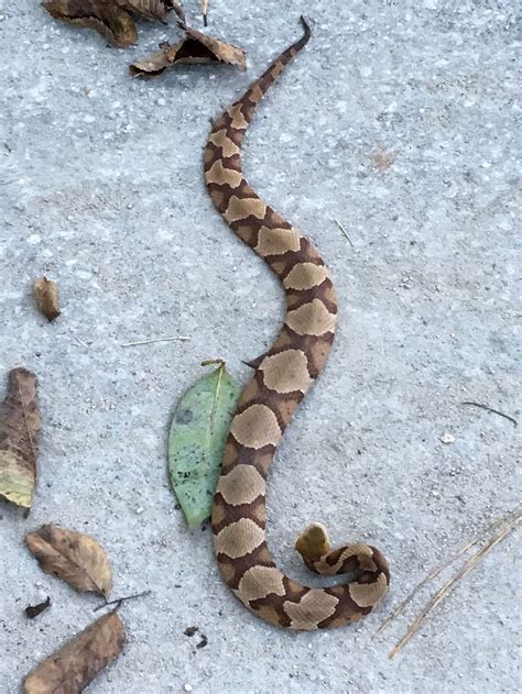 Why do copperheads come onto porches and steps? What to know | Rock ...