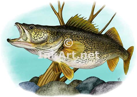 Walleye Drawing at GetDrawings | Free download