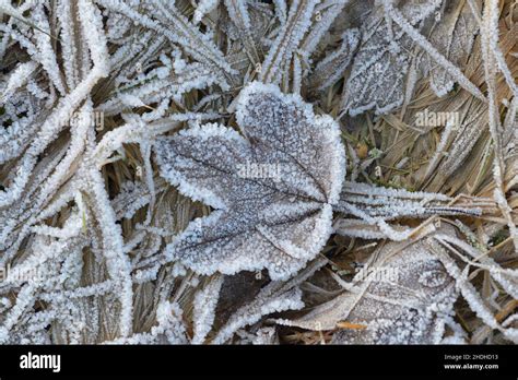 frozen, frost, ice crystals, frozens, frosts, ice crystal Stock Photo ...