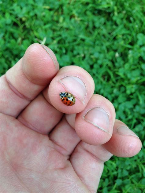 This dual coloured ladybug : r/mildlyinteresting