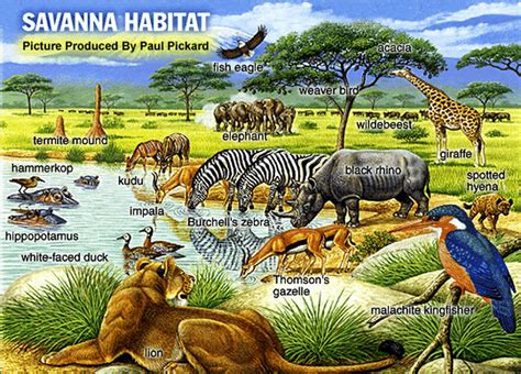 Tropical Savanna - BIOME101