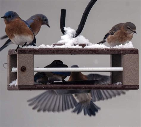 Bluebird Feeders | Fly-In Meal Worm Feeders for Bluebirds - The ...