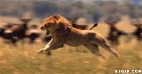 Lion Running GIF - Lion Running - Discover & Share GIFs