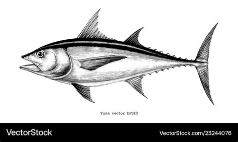 Tuna fish hand drawing vintage engraving Vector Image