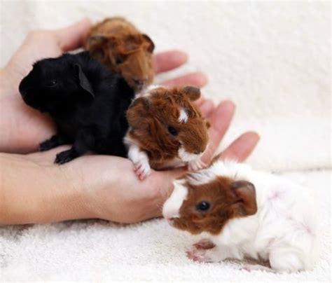 40 Adorable Pictures of Baby Animals just Born