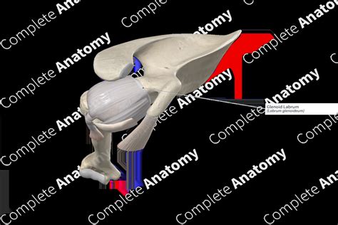 Glenoid Labrum | Complete Anatomy