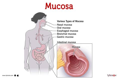 Mucosa (Human Anatomy): Image, Functions, Diseases and Treatments