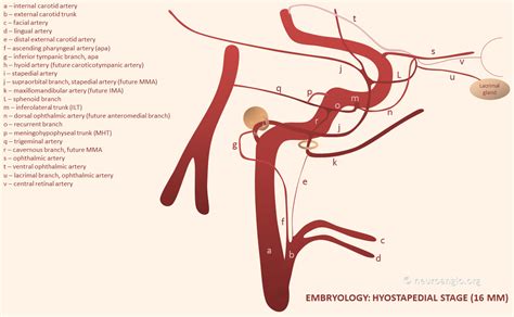 Middle Meningeal Artery | neuroangio.org