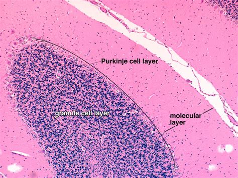 Cerebral Cortex Histology Layers