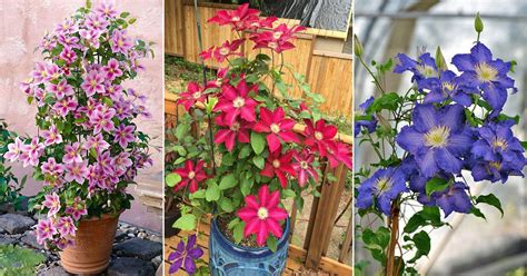 40 Types of Clematis To Grow | Best Clematis Varieties