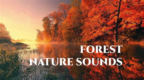 Nature Sounds | Forest Nature Sounds Relaxation Meditation-Relaxing ...