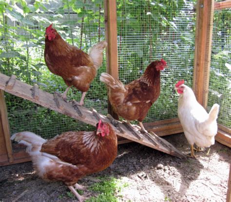 Salmonella Outbreak 2023 Linked to Backyard Poultry • Report Issues ...