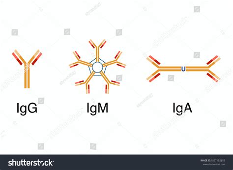 Antibodies Structure Igg Igm Iga Stock Vector (Royalty Free) 1827152855 ...