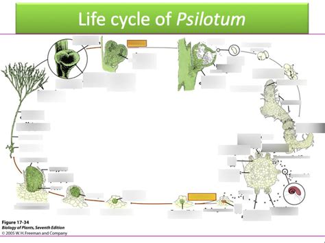 Lecture 3 - Life cycle of a Psilotum Diagram | Quizlet