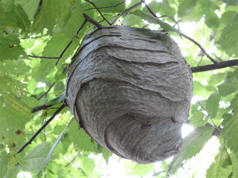 wasp nest in tree in garden - Fawn Dominguez