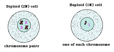 Haploid Cell Diagram