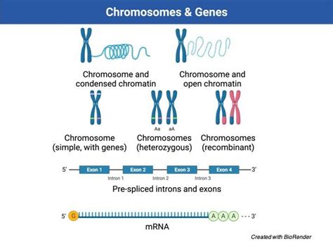 Chromosome: Function, Definition, Types, and Structure