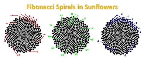 Fibonacci spiral, Fibonacci, Fibonacci sequence