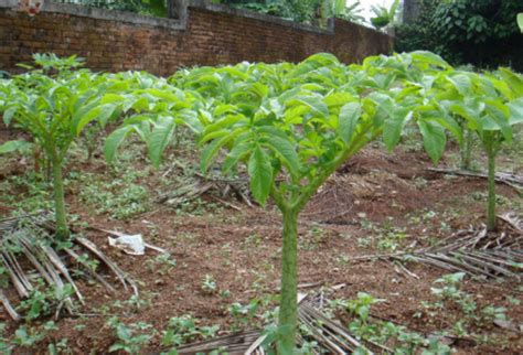 Teknik Menanam Tanaman Porang Prospek Yang Menjanjikan - Tips Petani