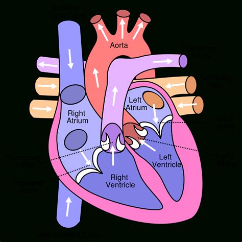 Simple Human Heart Diagram Labeled