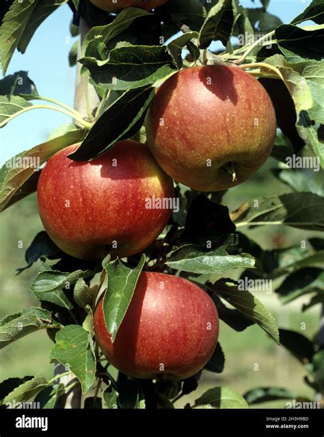 Red Jonagold, apple Stock Photo - Alamy