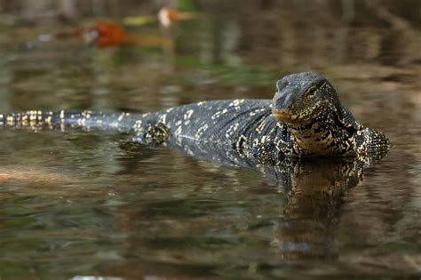 Asian water monitor- A-Z Animals