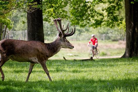 Richmond Park - History and Facts | History Hit