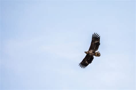 Premium Photo | White tailed eagle flying in the sky in lofoten, norway ...