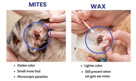 Dirty Cat Ears vs Ear Mites: Identifying Your Cat's Ear Issue