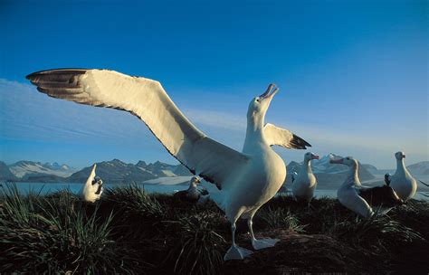 Albatross Wallpapers - Wallpaper Cave