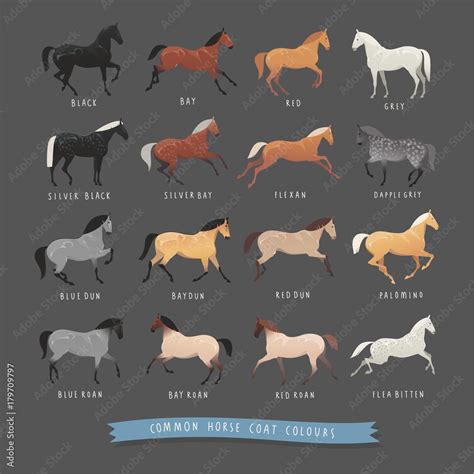 Common horse coat colours such as black and bay, silver gene horse and ...