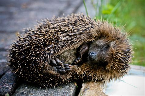 sleeping Hedgehog | Today i saw this hedgehog. He was breath… | Flickr