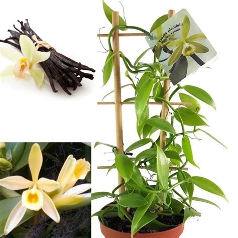 Vanilla Orchid Plant - Vanilla planifolia - Madagascar Vanilla Bean in ...