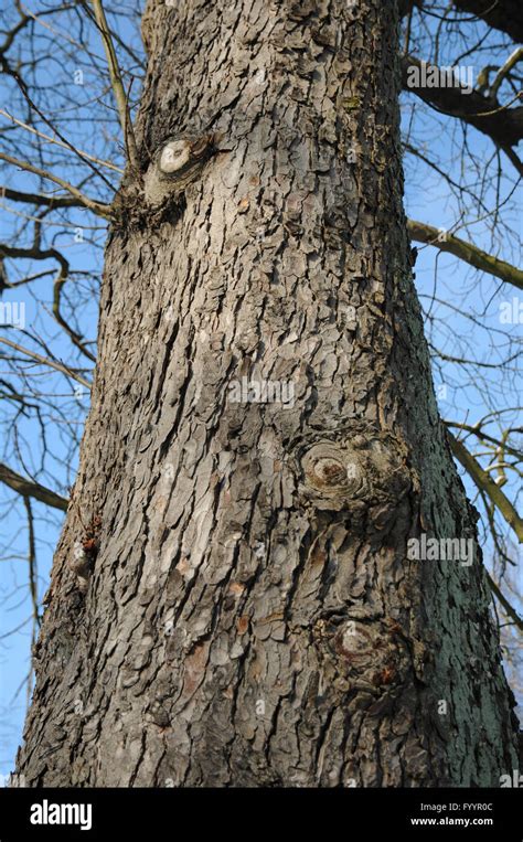 Horse Chestnut Tree Bark