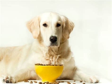 How To Choose the Best Dog Food for Your Golden Retriever - Puppy In ...