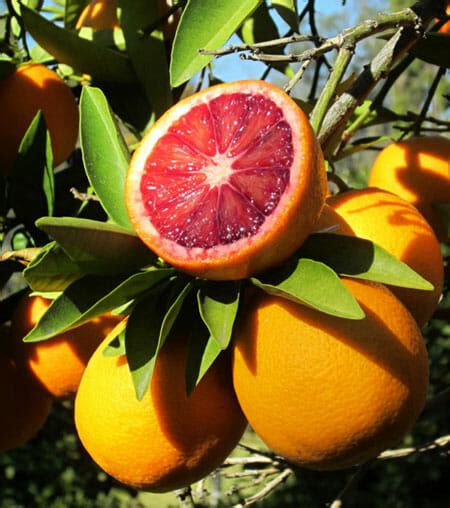 Blood Orange Tree - Hello Hello Plants & Garden Supplies